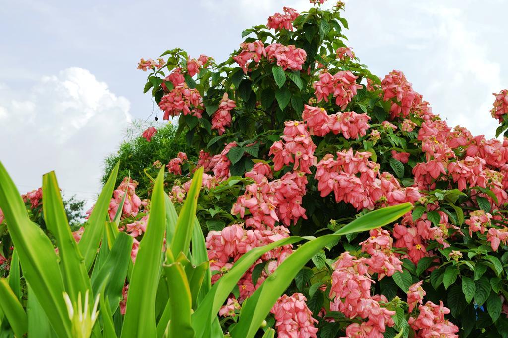 โรงแรมจิตวัน พาราไดซ์ โซราฮา ภายนอก รูปภาพ